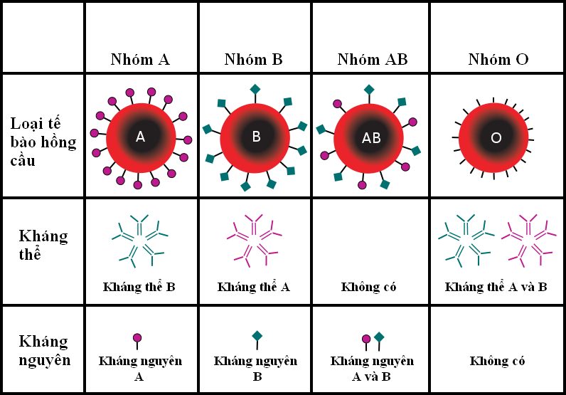 Phân loại nhóm máu