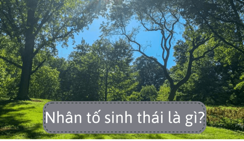 Nhân tố sinh thái là gì?