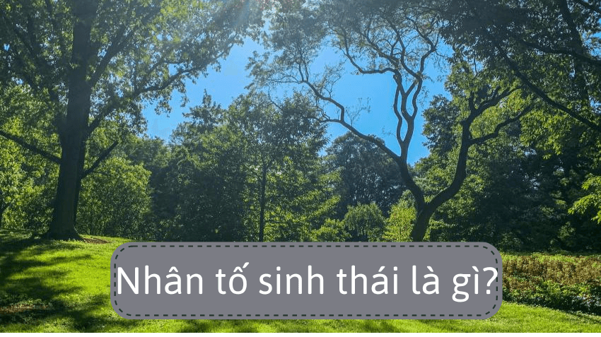 Nhân tố sinh thái là gì?