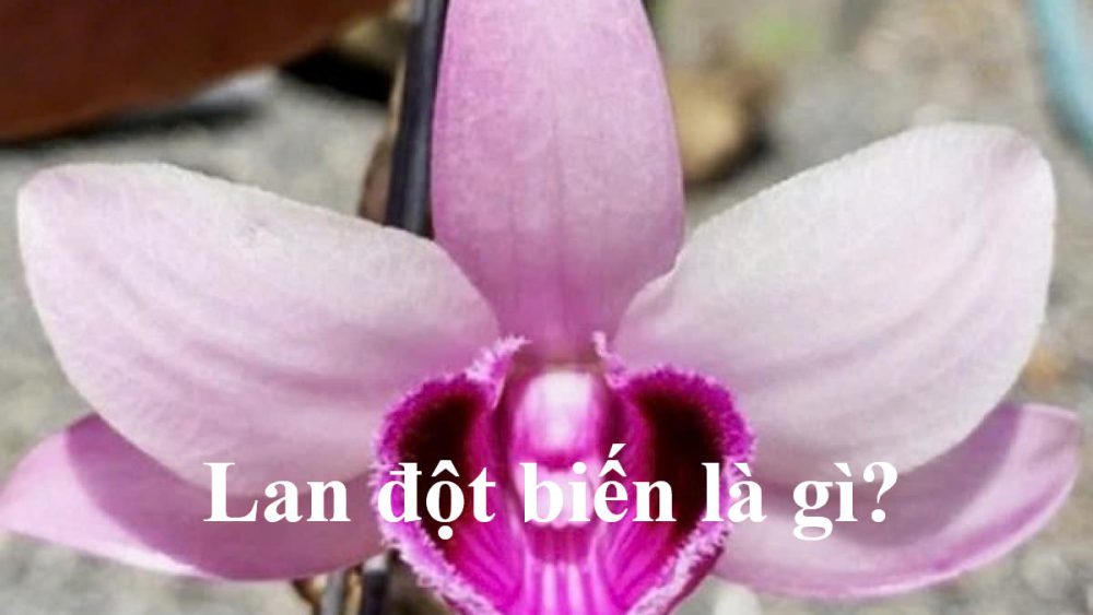 Lan đột biến là gì?