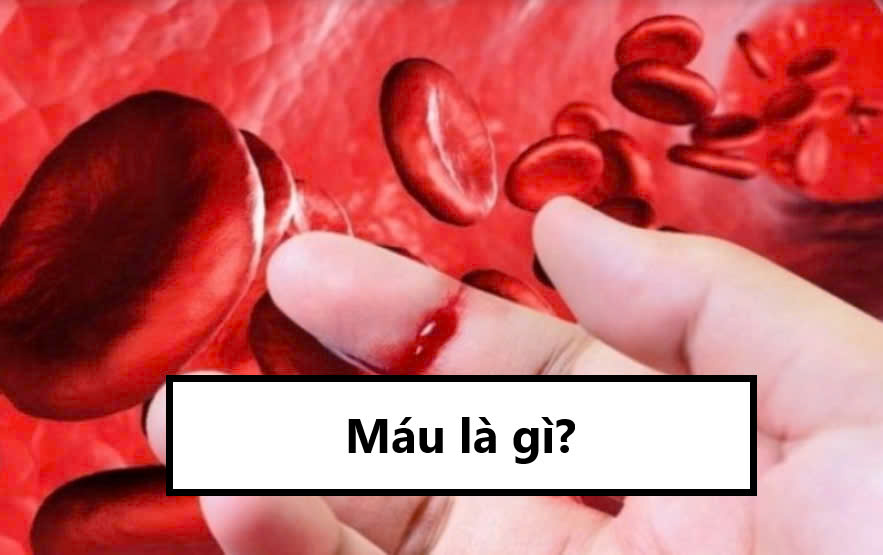 Máu là gì?